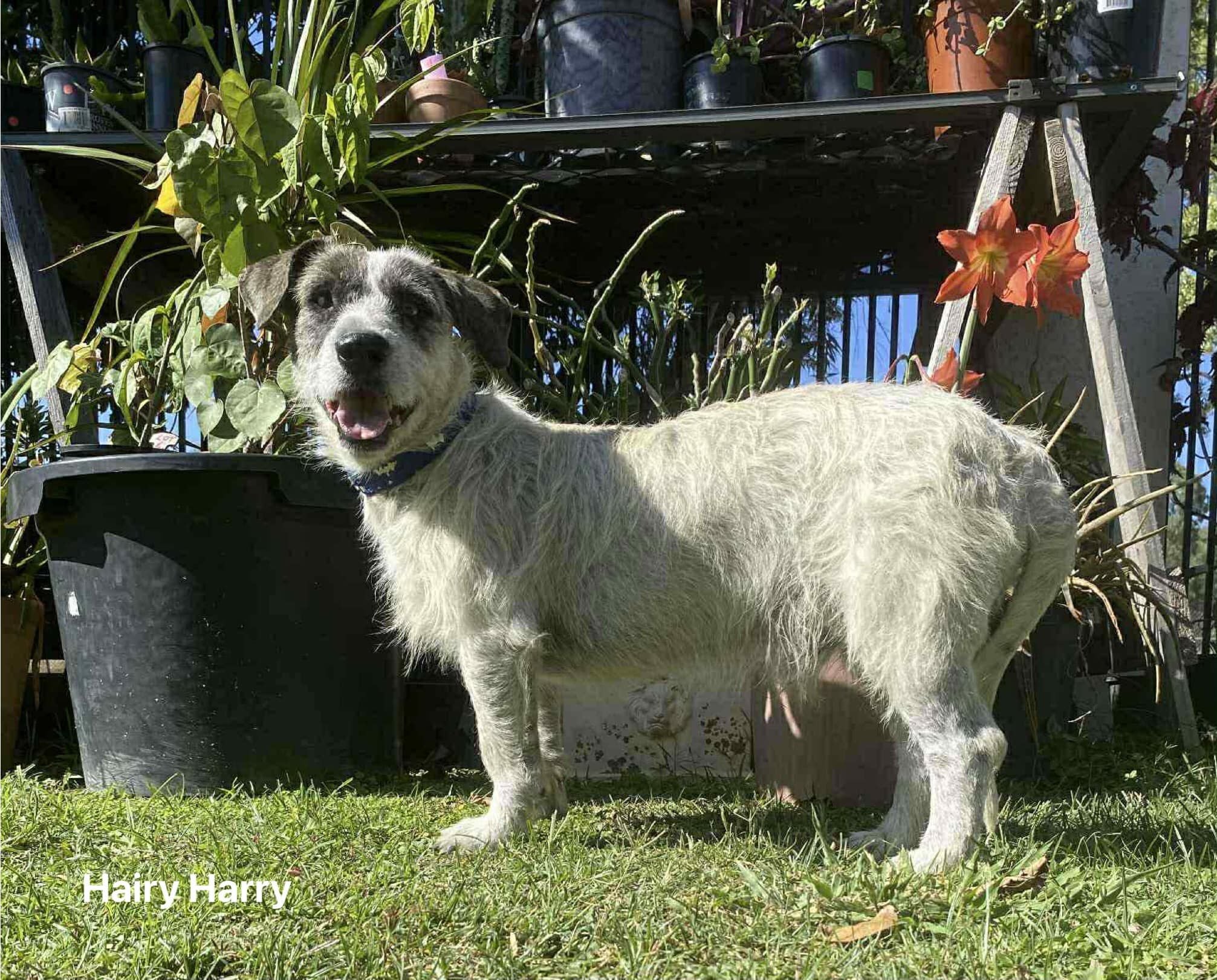 Hairy Harry Hairy Harry